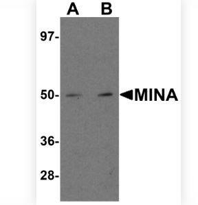 MINA Antibody - BSA Free