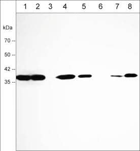 Annexin A2 Antibody (M009)