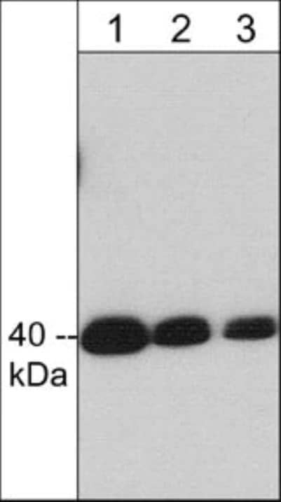 Crk Antibody (M332)