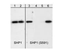 SHP-1 Antibody (M160)