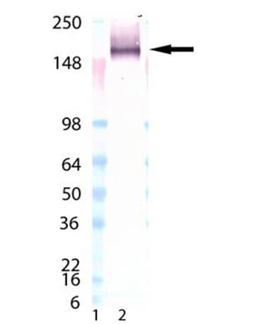 LAG-3 Antibody (L4-PL33) - BSA Free