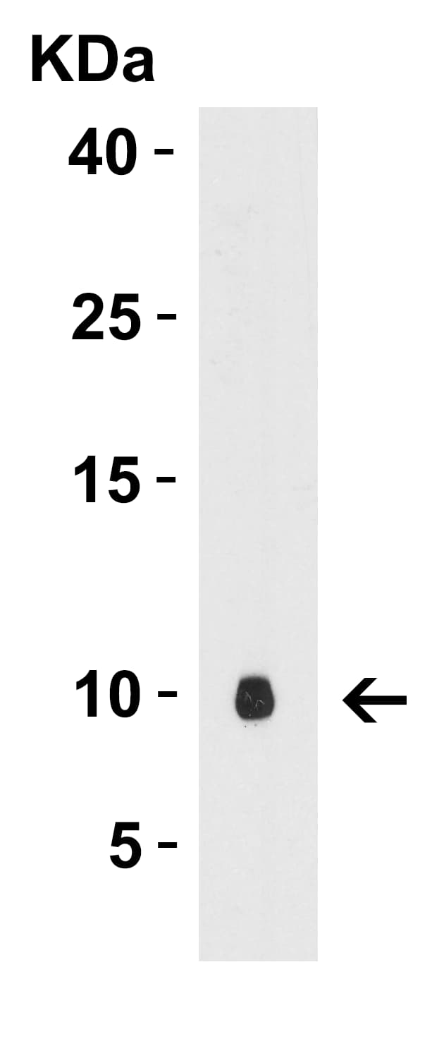 rpmB/L28 Antibody - N-Terminus - BSA Free
