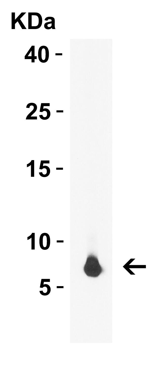 rpmH/L34 Antibody - N-Terminus - BSA Free