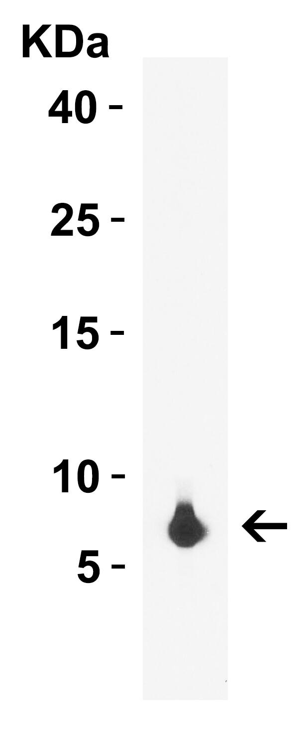 rpmH/L34 Antibody - C-terminus - BSA Free