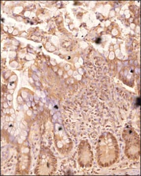 MUC2 Antibody Immunohistochemical Staining of MUC2 in Human Intestine