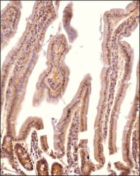 MUC2 Antibody Immunohistochemical Staining of MUC2 in Mouse Intestine