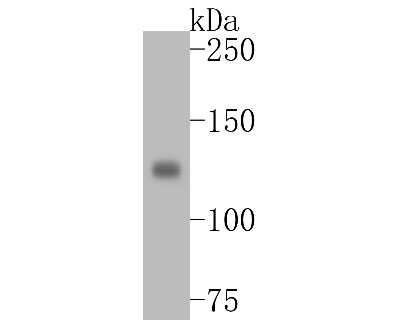 Integrin alpha V/CD51 Antibody (SC56-07)