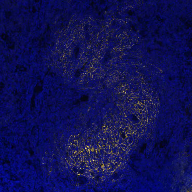 CD21 Antibody (CL14552) - BSA Free CD21 Antibody (CL14552) - BSA Free