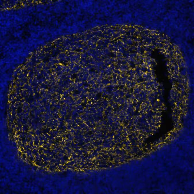 CD21 Antibody (CL14552) - BSA Free CD21 Antibody (CL14552) - BSA Free