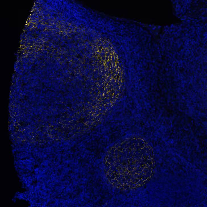 CD21 Antibody (CL14552) - BSA Free CD21 Antibody (CL14552) - BSA Free
