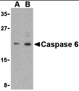 Caspase-6 Antibody