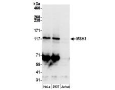 MSH3 Antibody - BSA Free
