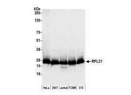 RPL21 Antibody - BSA Free