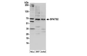 SPATS2 Antibody - BSA Free