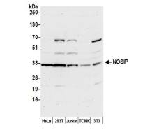 NOSIP Antibody - BSA Free