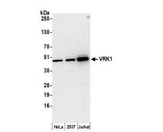 VRK1 Antibody - BSA Free