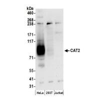 SLC7A2 Antibody - BSA Free