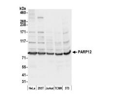 PARP12 Antibody
