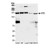 KDM6A Antibody - BSA Free