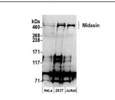 MDN1 Antibody