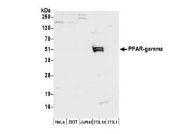 PPAR gamma/NR1C3 Antibody - BSA Free