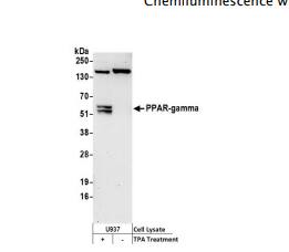PPAR gamma/NR1C3 Antibody - BSA Free