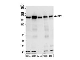 CPD Antibody - BSA Free