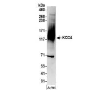 KCC4/SLC12A7 Antibody - BSA Free