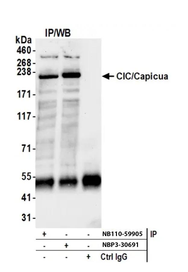 Capicua Antibody