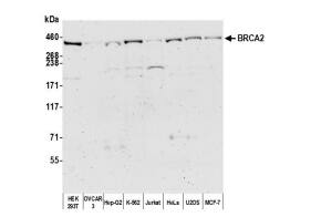 BRCA2 Antibody - BSA Free