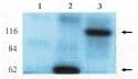 GEF-H1 Antibody