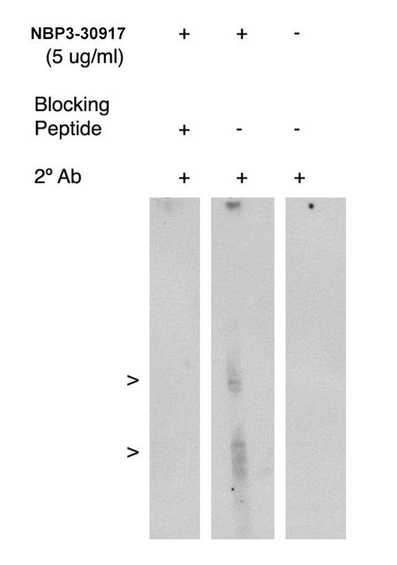 FLAP Antibody