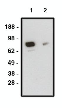 Smoothened Antibody