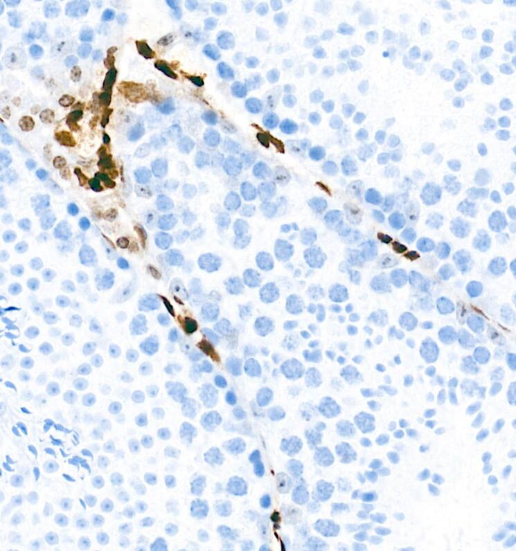 Wee1 Antibody (6V1Y6)