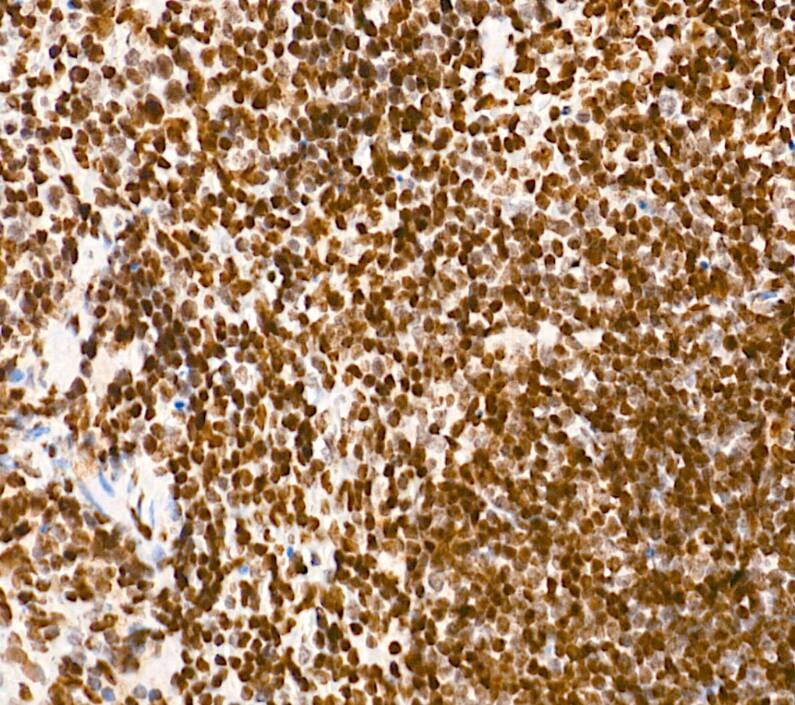 Wee1 Antibody (6V1Y6)
