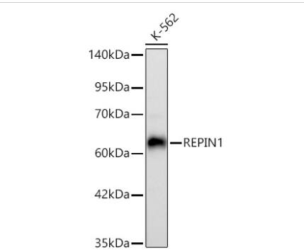 REPIN1 Antibody (2X2E9)