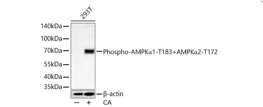 AMPK alpha 1/2 [p Thr172, p Thr183] Antibody (2O0P9)