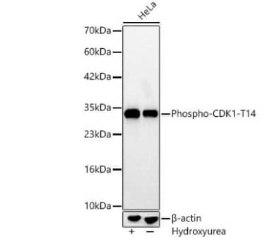 CDC2/CDK1 [p Thr14] Antibody (3V7A1)