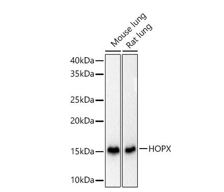 HOP Antibody - BSA Free