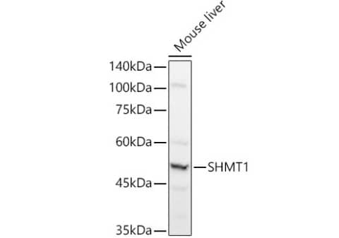 SHMT1 Antibody