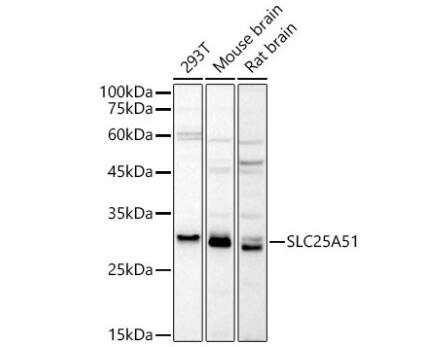 MCART1 Antibody