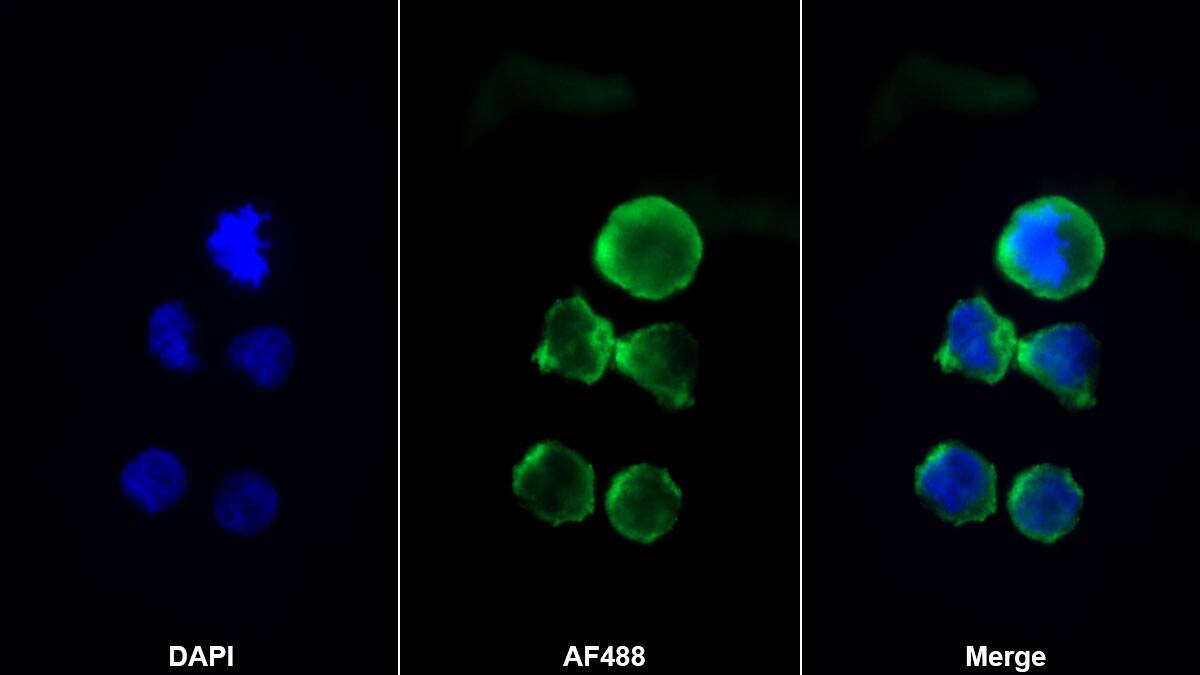 CXCL12/SDF-1 Antibody (C4)