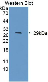 Kallikrein 12 Antibody