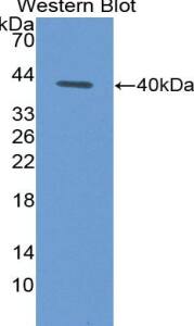 CCL4L2 Antibody