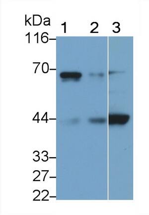 SeP Antibody (C5) - BSA Free