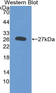 Heparan Sulfate Proteoglycan 2 Antibody (C2)