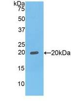 FCGBP Antibody