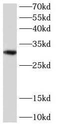 BTG3 Antibody - BSA Free