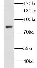 CKAP2L Antibody - BSA Free