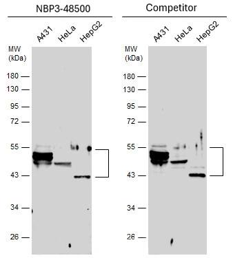 Cytokeratin 10 Antibody